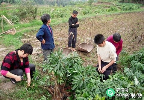 荔枝在什么季节种最合适