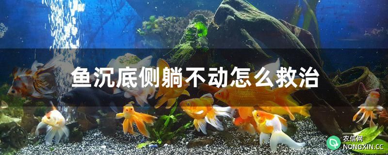 鱼沉底侧躺不动怎么救治