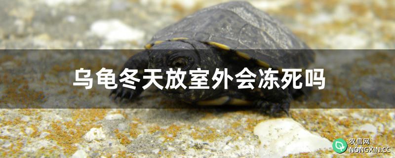 乌龟冬天放室外会冻死吗