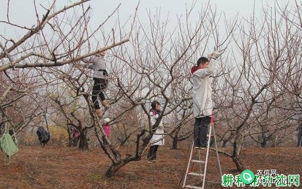 什么是果树整形