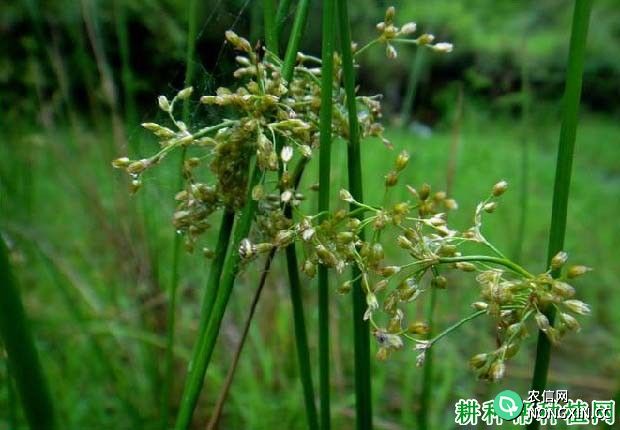 野灯心草（灯心草科）