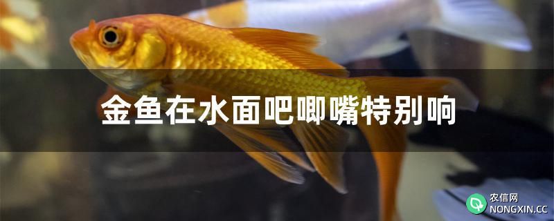 金鱼在水面吧唧嘴特别响