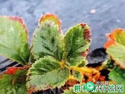 草莓细菌性叶斑病如何治 草莓细菌性叶斑病用什么药好