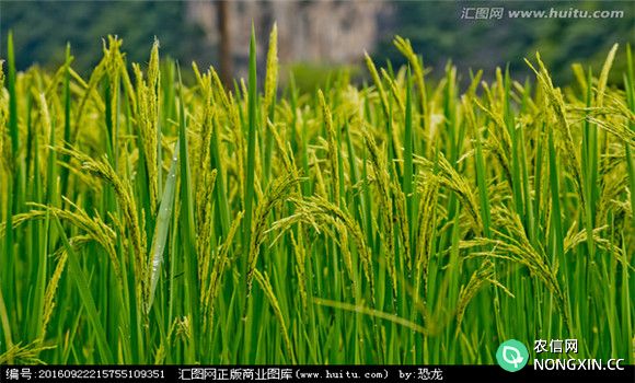 水稻灌浆期如何合理灌溉灌