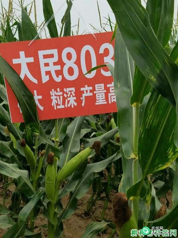 大民803玉米品种好不好