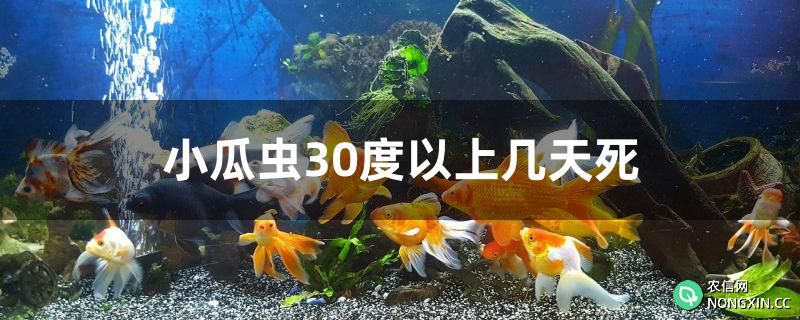 小瓜虫30度以上几天死