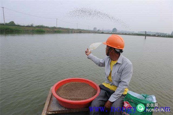 鱼塘养鱼对饲料的要求