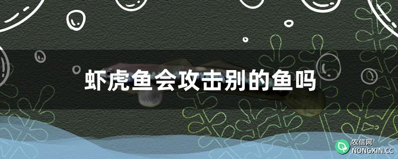 虾虎鱼会攻击别的鱼吗