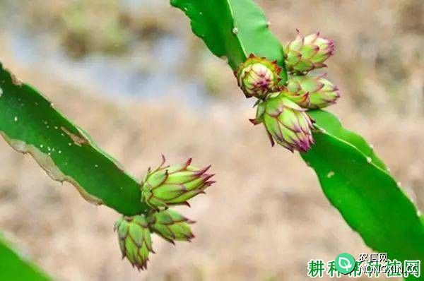 火龙果落花是什么原因 预防措施有哪些