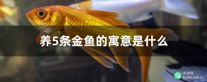 养5条金鱼的寓意是什么