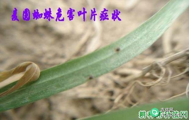 种植小麦如何防治麦圆蜘蛛