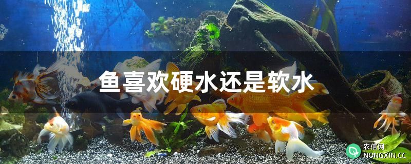 鱼喜欢硬水还是软水