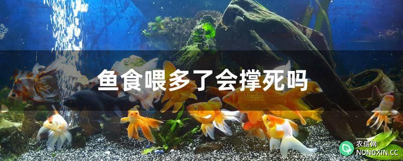 鱼食喂多了会撑死吗