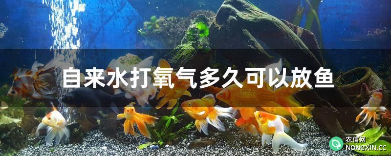 自来水打氧气多久可以放鱼