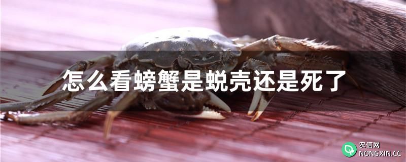 怎么看螃蟹是蜕壳还是死了