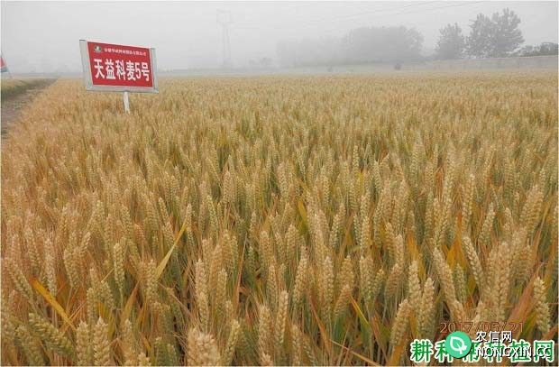 天益科麦5号小麦品种好不好