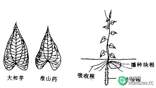 山药种植管理方法