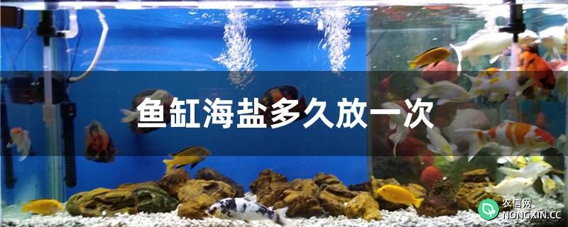 鱼缸放海盐多久放一次