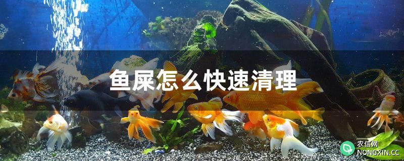 鱼屎怎么快速清理