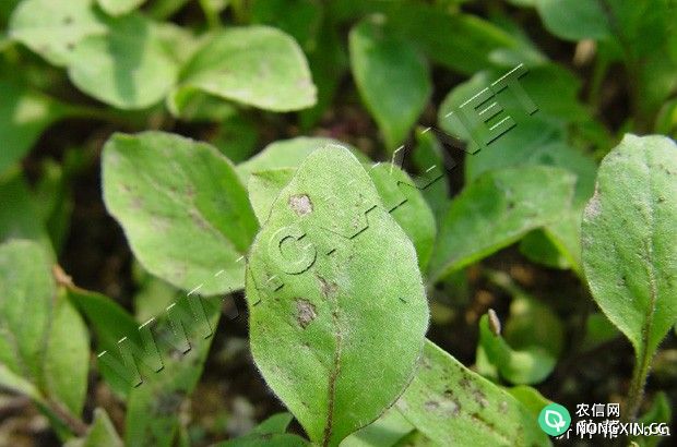 茄子绵疫病怎么防治