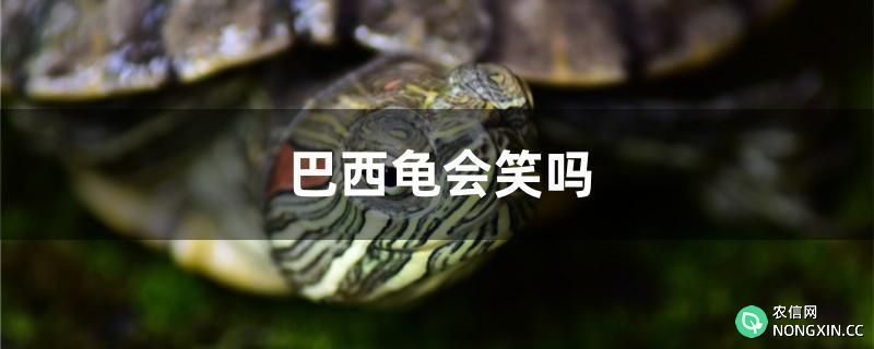 巴西龟会笑吗