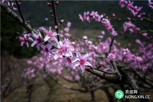 春季桃树修剪技术