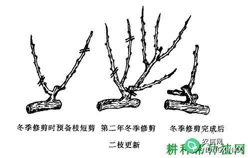 种植红地球葡萄冬季如何修剪