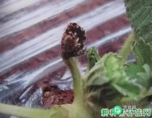 怎样防治草莓芽枯病 草莓芽枯病用什么药治