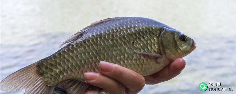 冬天野河可以钓鲫鱼吗，怎样钓