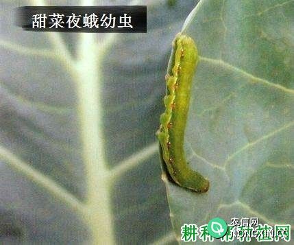 种胡萝卜如何防治甜菜夜蛾