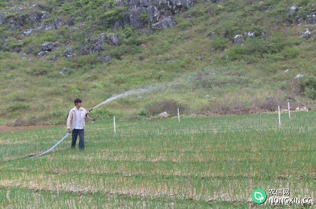 种植大蒜如何追肥、浇水