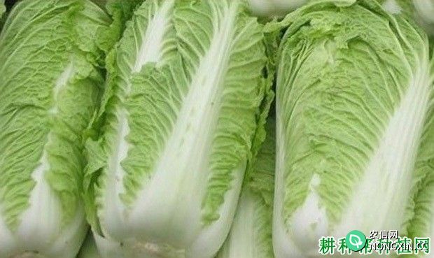 金来秋白6号大白菜品种好不好