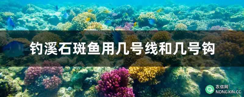 钓溪石斑鱼用几号线和几号钩