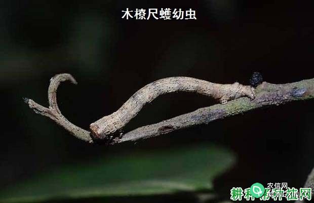 种植核桃如何防治木橑尺蠖