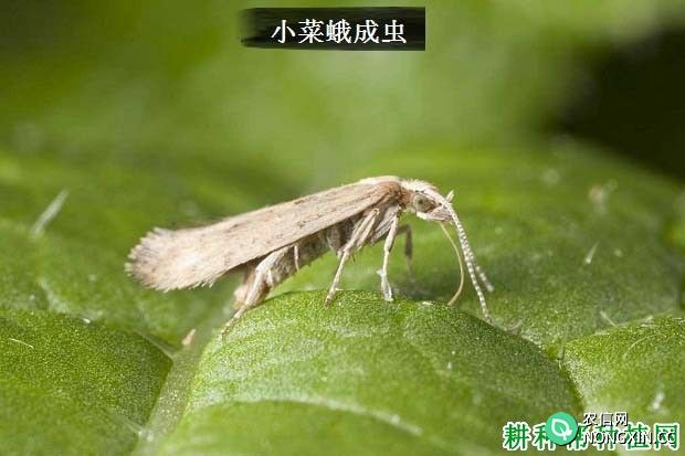 种胡萝卜如何防治小菜蛾