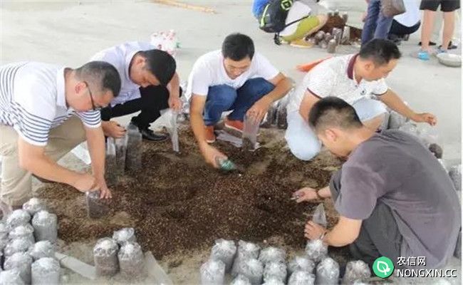 羊肚菌原种建议配方