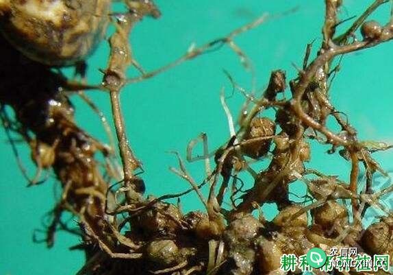 种植花生如何防治花生根结线虫病