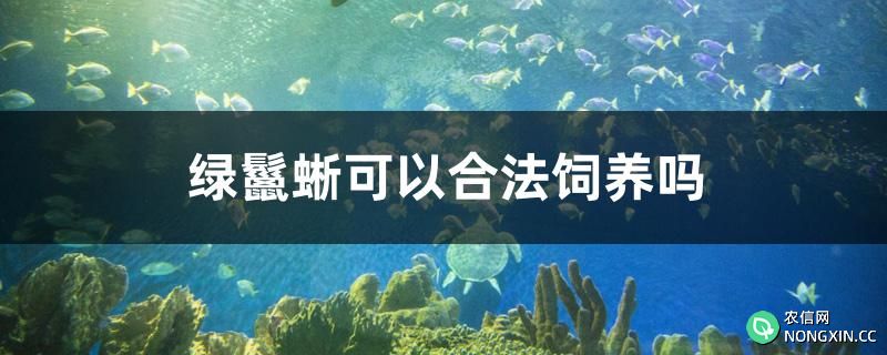 绿鬣蜥可以合法饲养吗