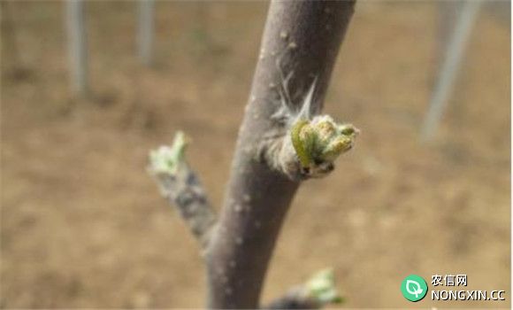 苹果树几月份萌芽