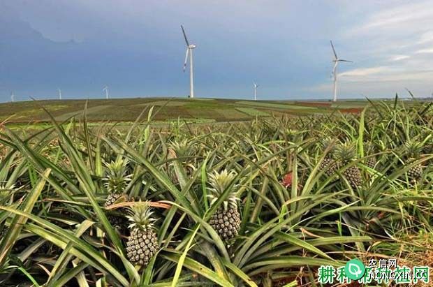 影响菠萝对肥料吸收的因素有哪些