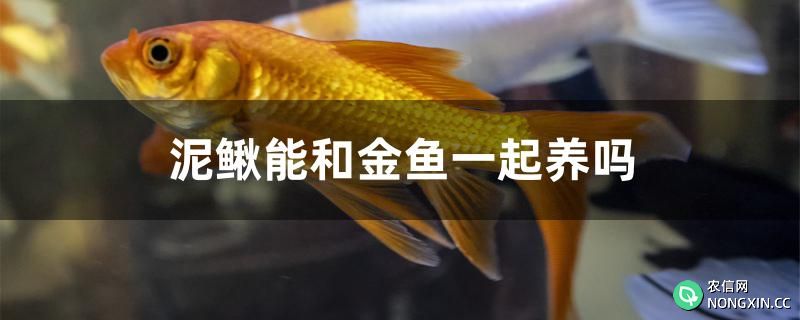 泥鳅可以和金鱼一起养吗