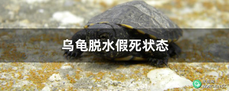 乌龟脱水假死状态