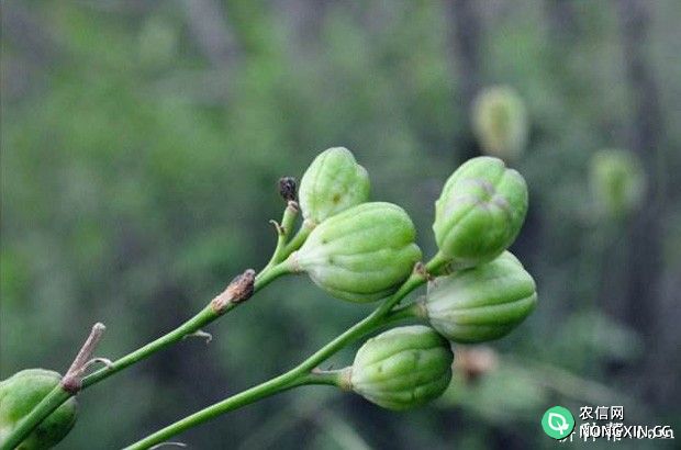 黄花菜的果实和种子什么特点