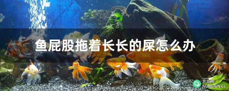 鱼屁股拖着长长的屎怎么办