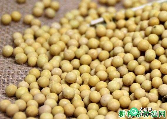 吉育95号大豆品种好不好