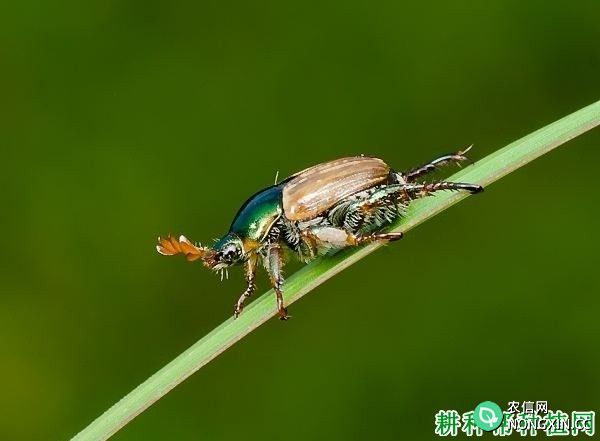 种植葡萄如何防治丽四纹金龟葡萄四纹丽金龟用什么药