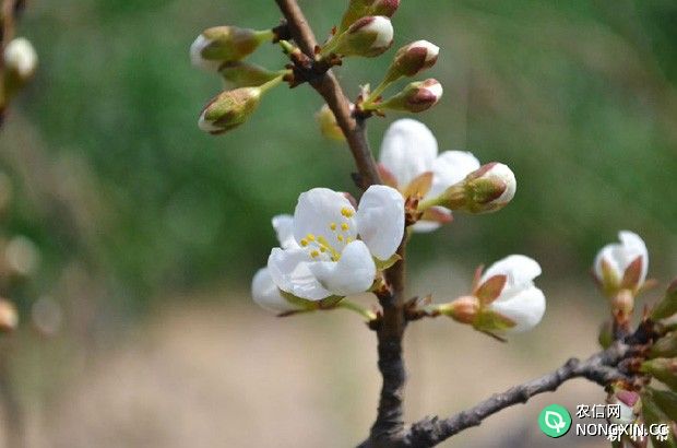 李子树什么时候开花