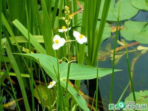 野慈姑（泽泻科）