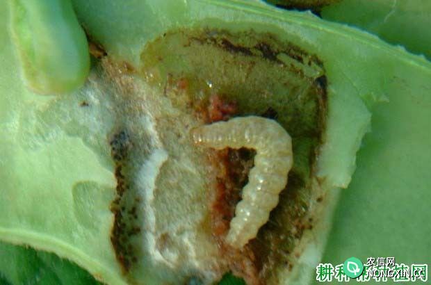 种四季豆如何防治豆荚斑螟