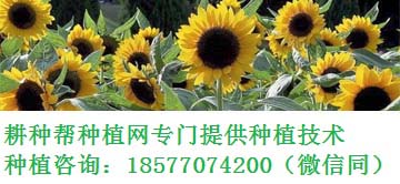 高温时节蔬菜防热害用什么方法